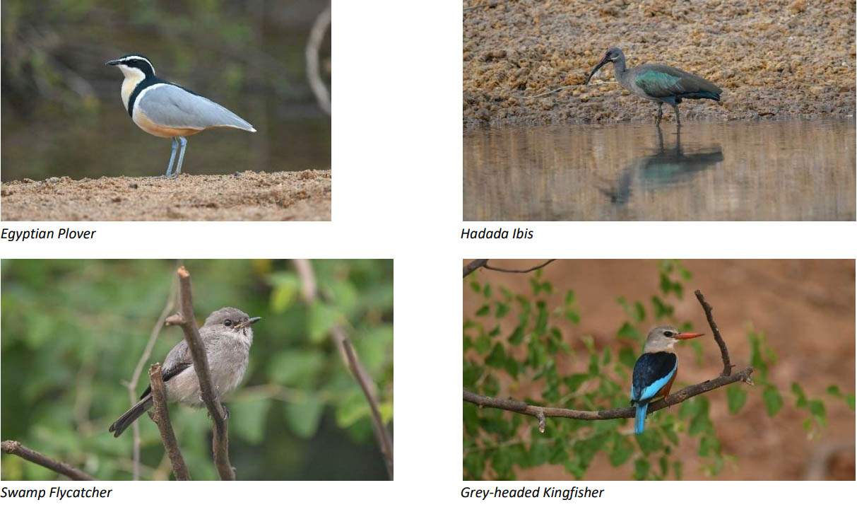 Egyptian Plover, Super-winged Lapwing, Green Sandipiper